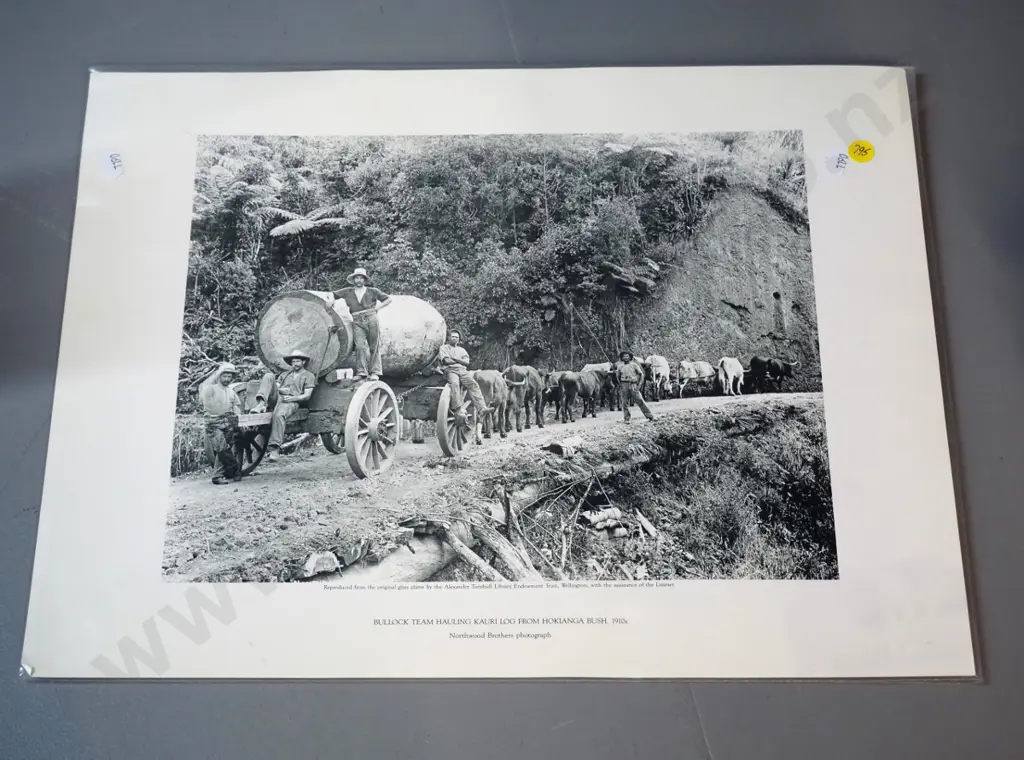Hokianga bullock team with large kauri log - reproduction photo print - pub Alexander Turnbull library H-350 W-450 Image 1++