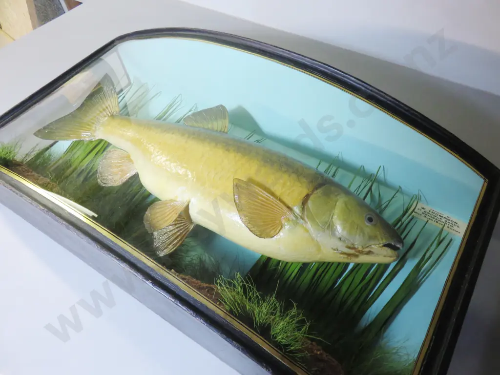 Superb early 20th century English bow fronted cased chub Image 1++