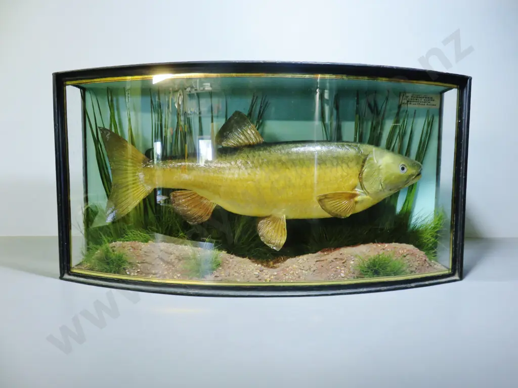 Superb early 20th century English bow fronted cased chub Image 1++