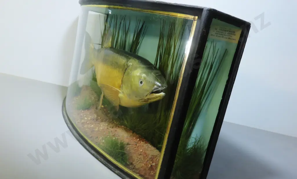 Superb early 20th century English bow fronted cased chub Image 1++