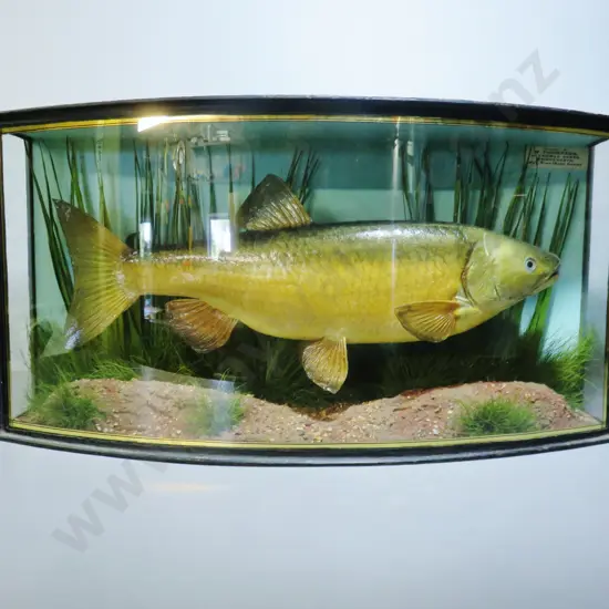 Superb early 20th century English bow fronted cased chub
