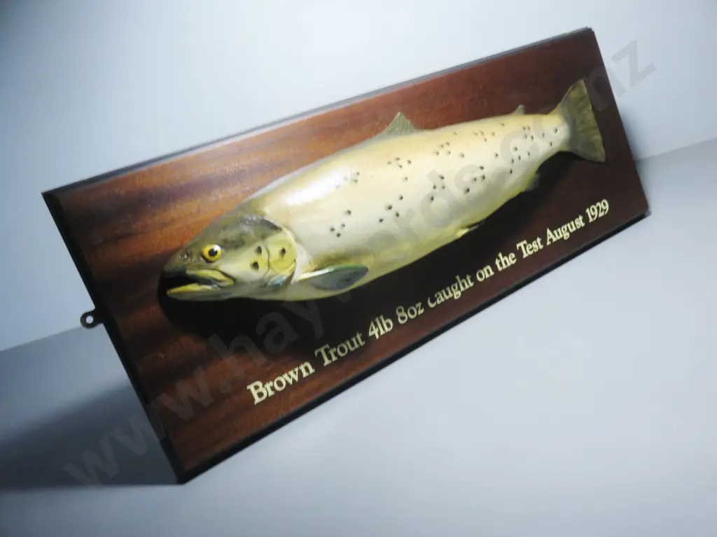 Early plaster cast mounted Brown Trout Image 1++