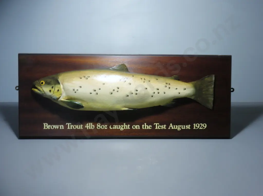 Early plaster cast mounted Brown Trout Image 1++