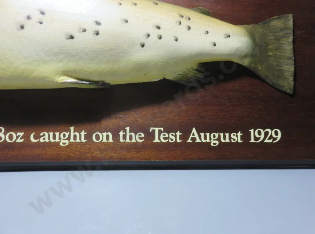 Early plaster cast mounted Brown Trout Image 1++