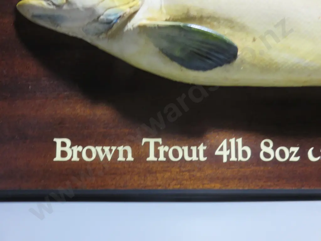 Early plaster cast mounted Brown Trout Image 1++