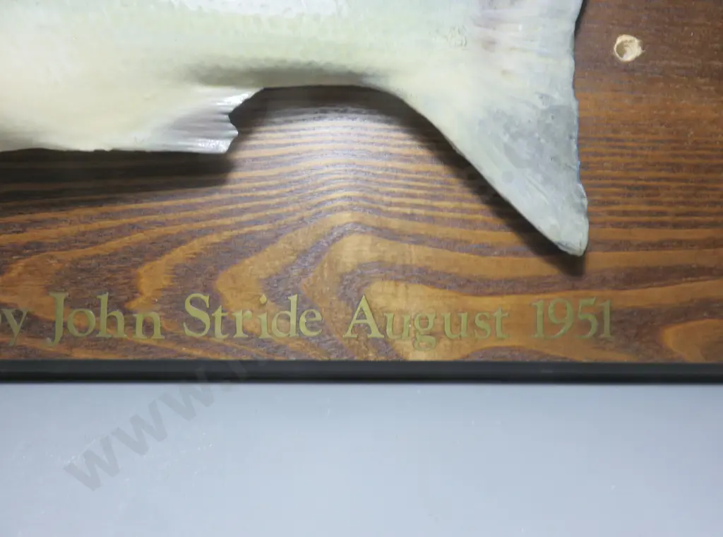 1951 mounted Sea bass on timber back board Image 1++