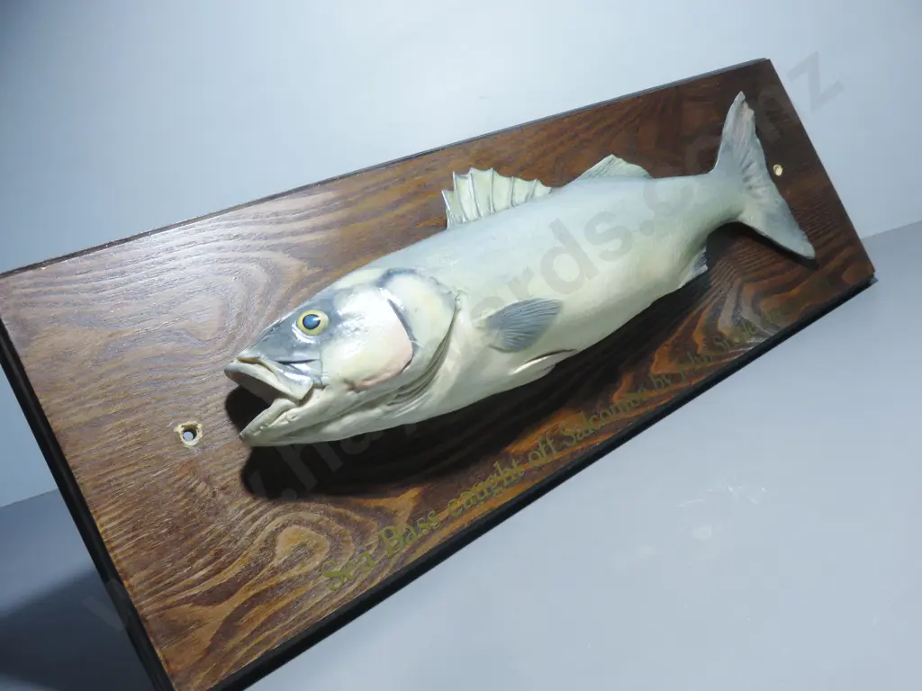1951 mounted Sea bass on timber back board Image 1++