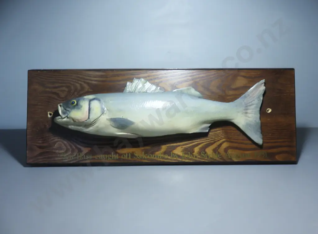 1951 mounted Sea bass on timber back board Image 1++