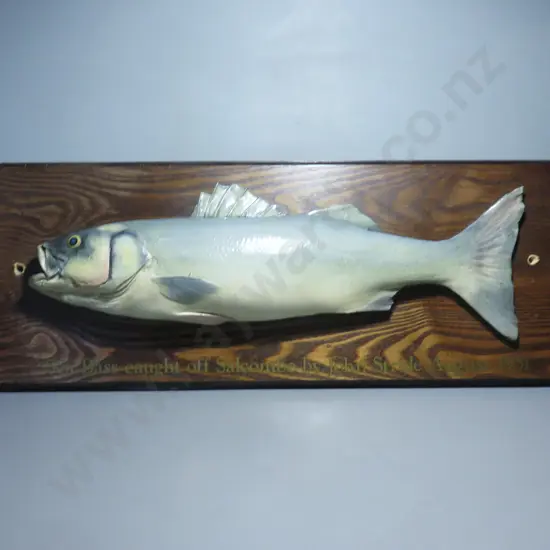 1951 mounted Sea bass on timber back board