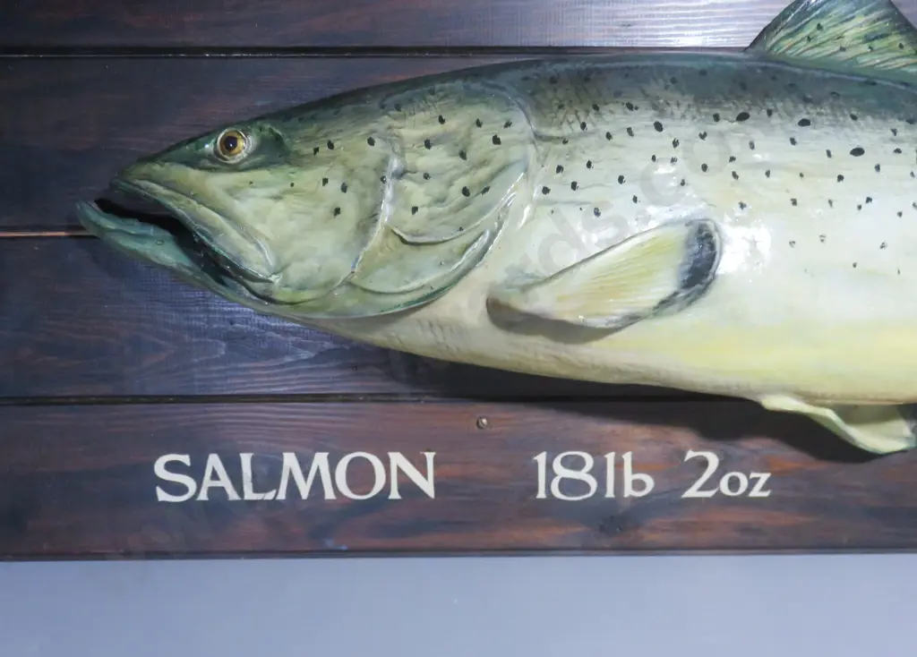 Large vintage mounted composite salmon on Board Image 1++