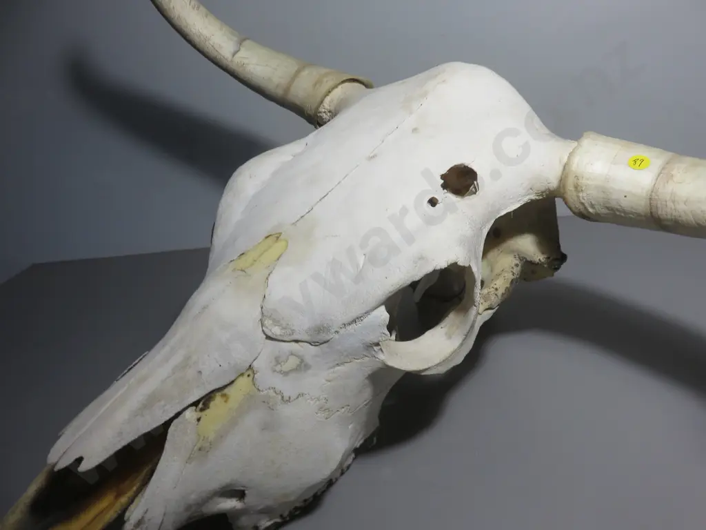 Genuine large Bulls / cows Skull with horns Image 1++
