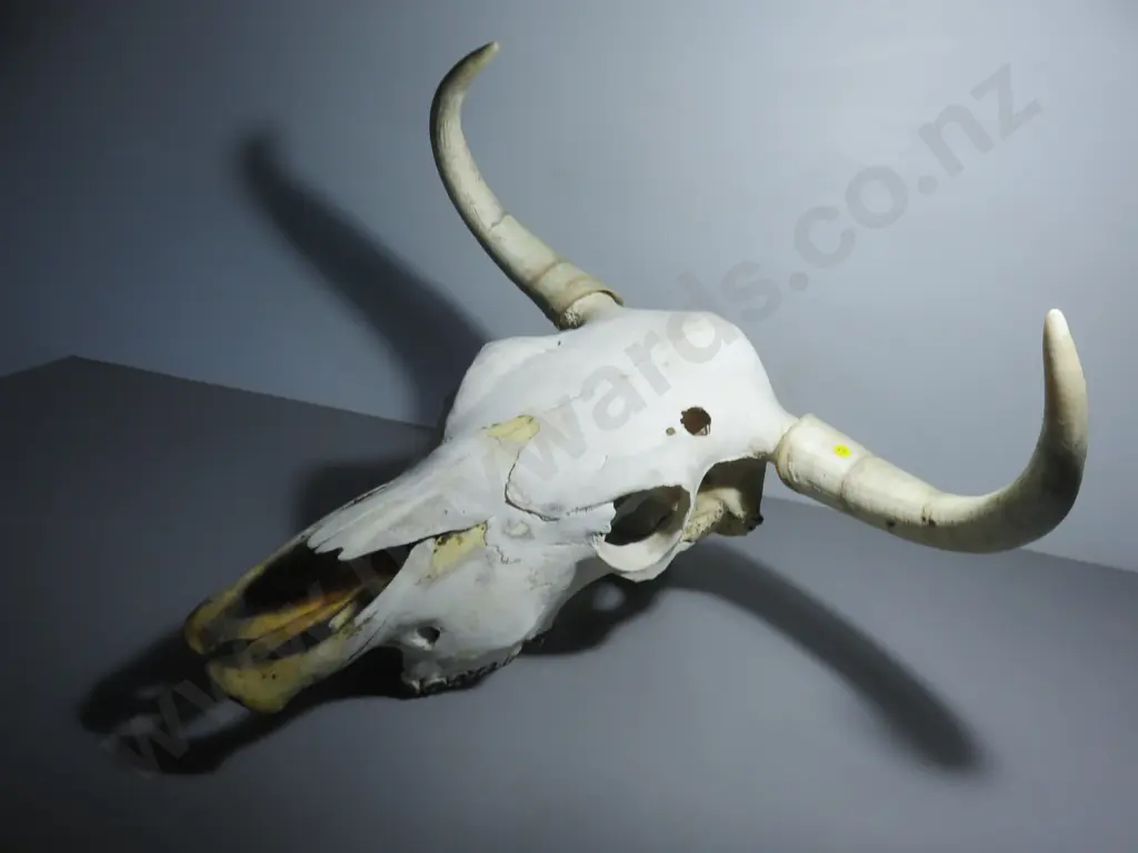 Genuine large Bulls / cows Skull with horns Image 1++