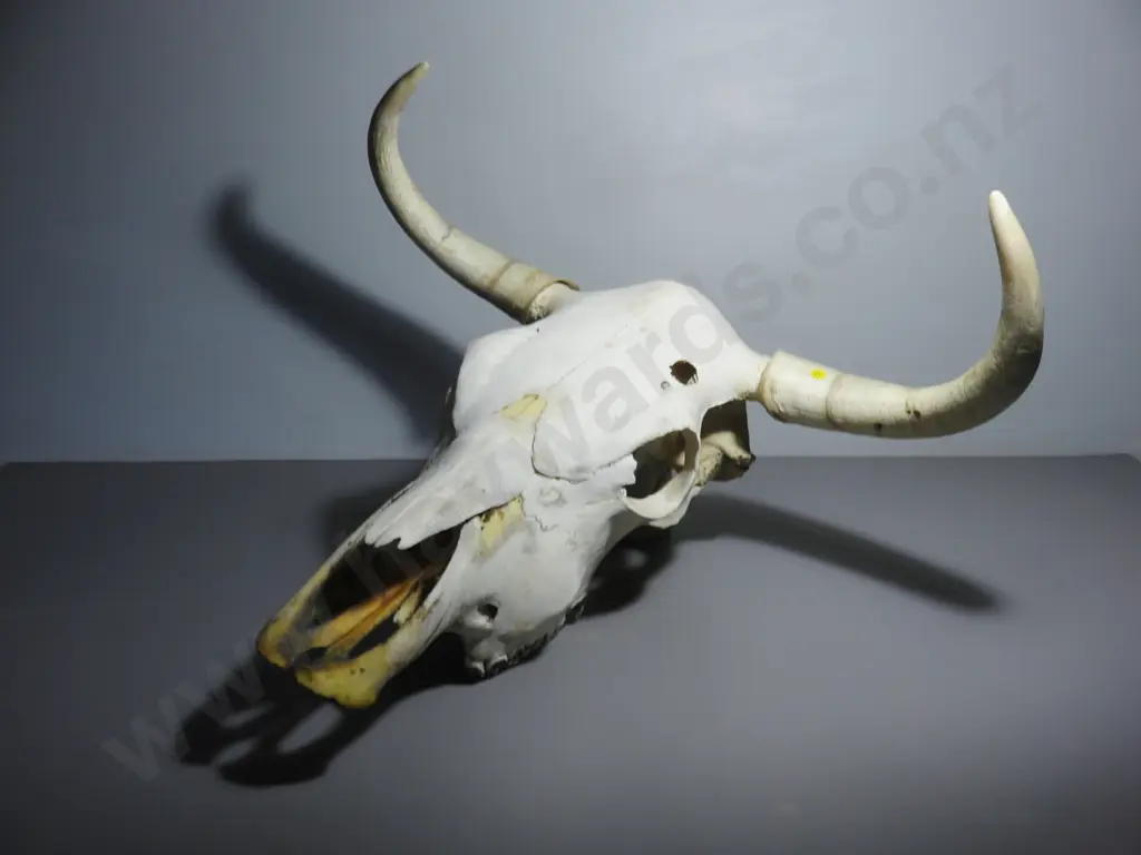 Genuine large Bulls / cows Skull with horns Image 1++