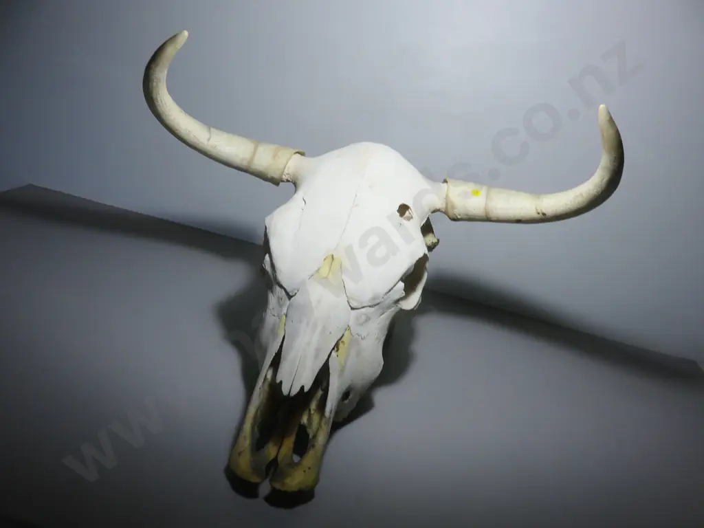 Genuine large Bulls / cows Skull with horns Image 1++