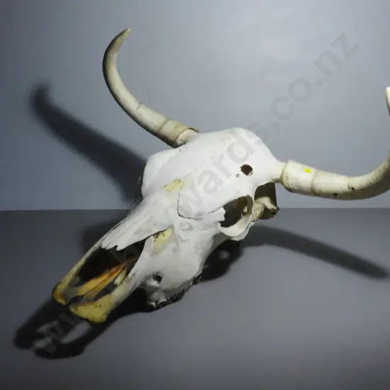 Genuine large Bulls / cows Skull with horns