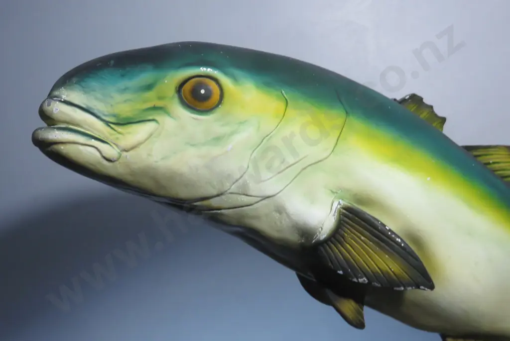 Large early fibreglass Kingfish shop display Image 1++