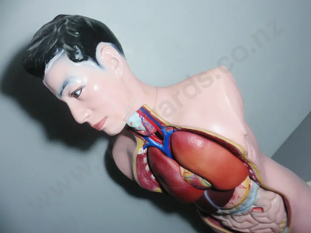 Mid-century Anatomical "Life Like" Medical Model of the Male Torso Image 1++