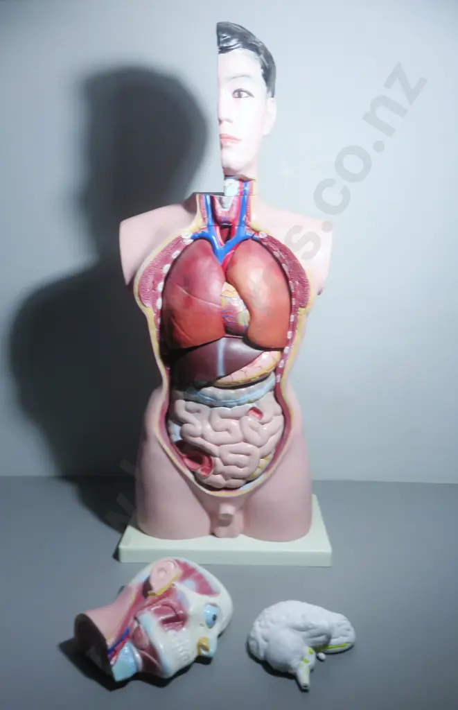 Mid-century Anatomical "Life Like" Medical Model of the Male Torso Image 1++
