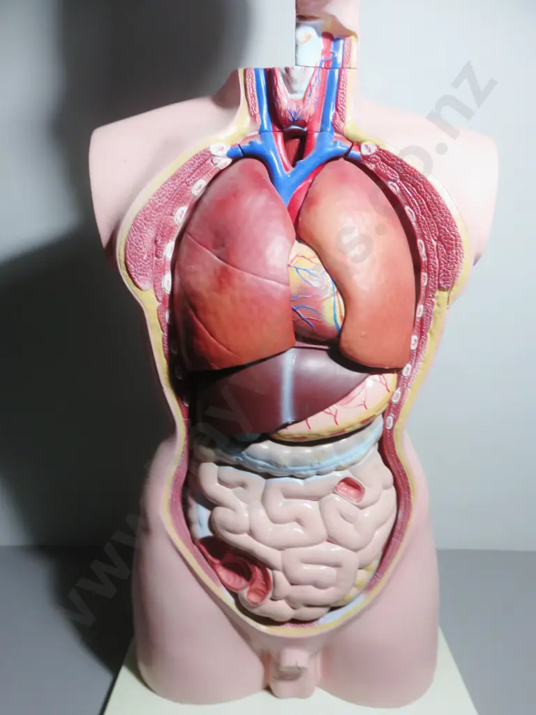 Mid-century Anatomical "Life Like" Medical Model of the Male Torso Image 1++