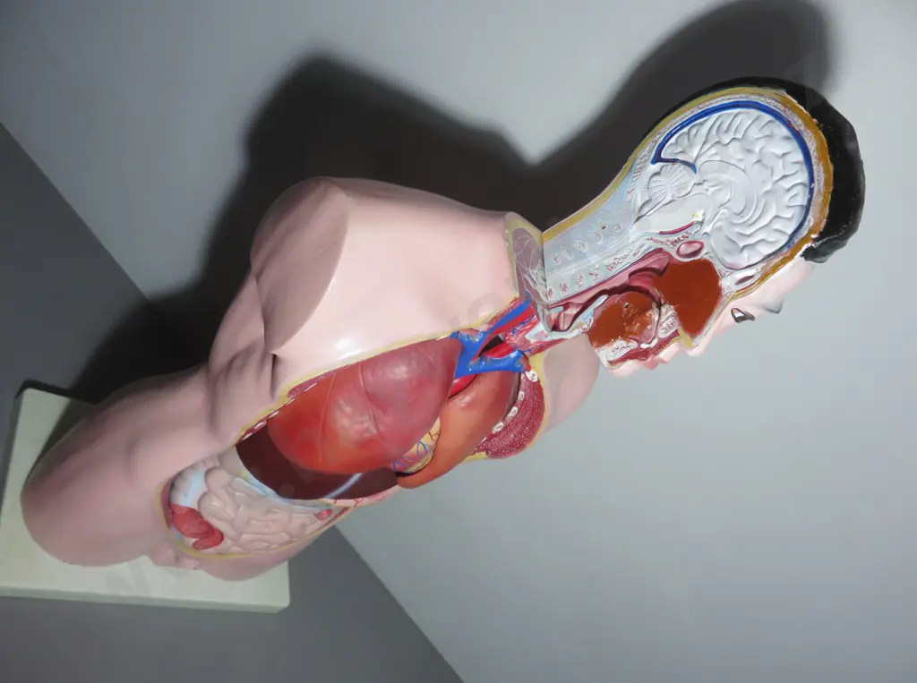 Mid-century Anatomical "Life Like" Medical Model of the Male Torso Image 1++