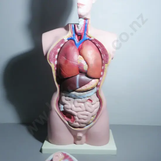 Mid-century Anatomical "Life Like" Medical Model of the Male Torso