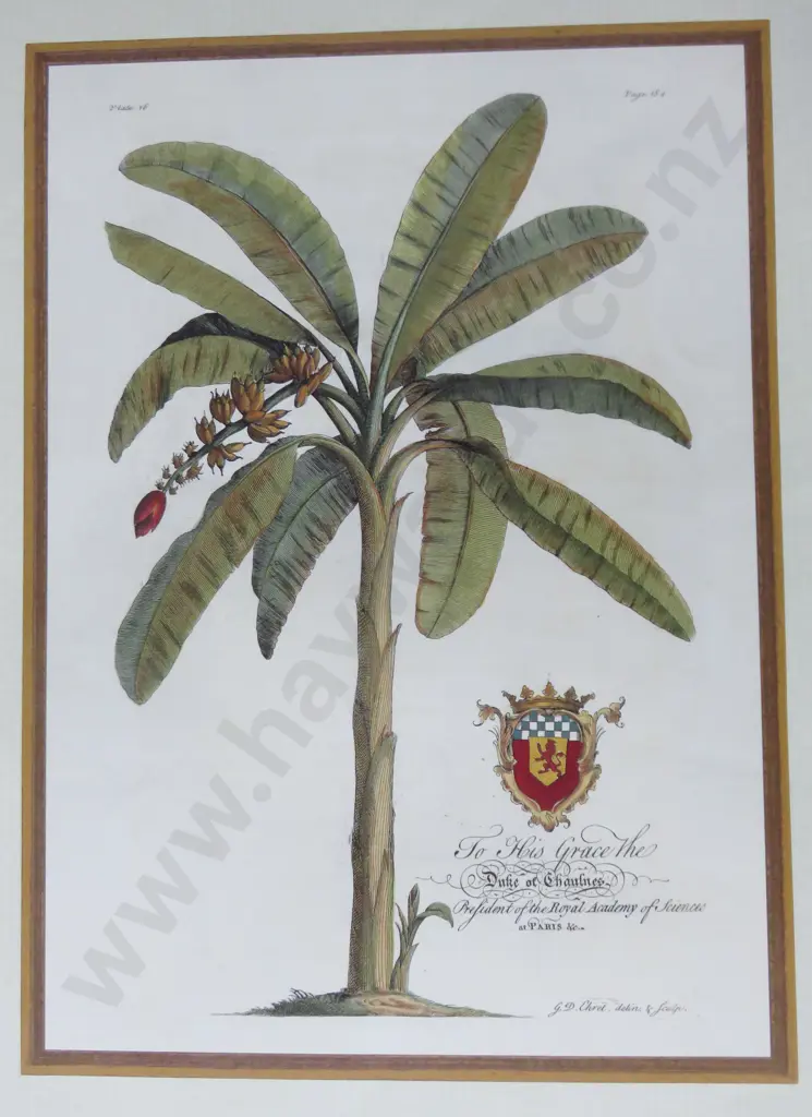 Collection of smaller Decorative Botanical Prints Image 1++