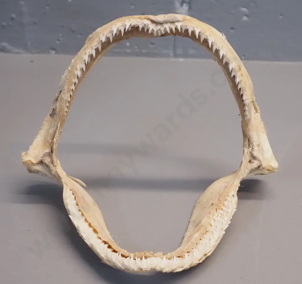 small shark's jaw - H150 W185 Image 1++