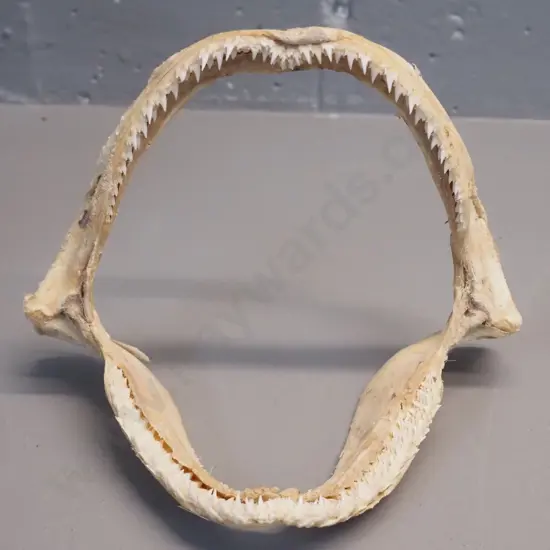 small shark's jaw - H150 W185