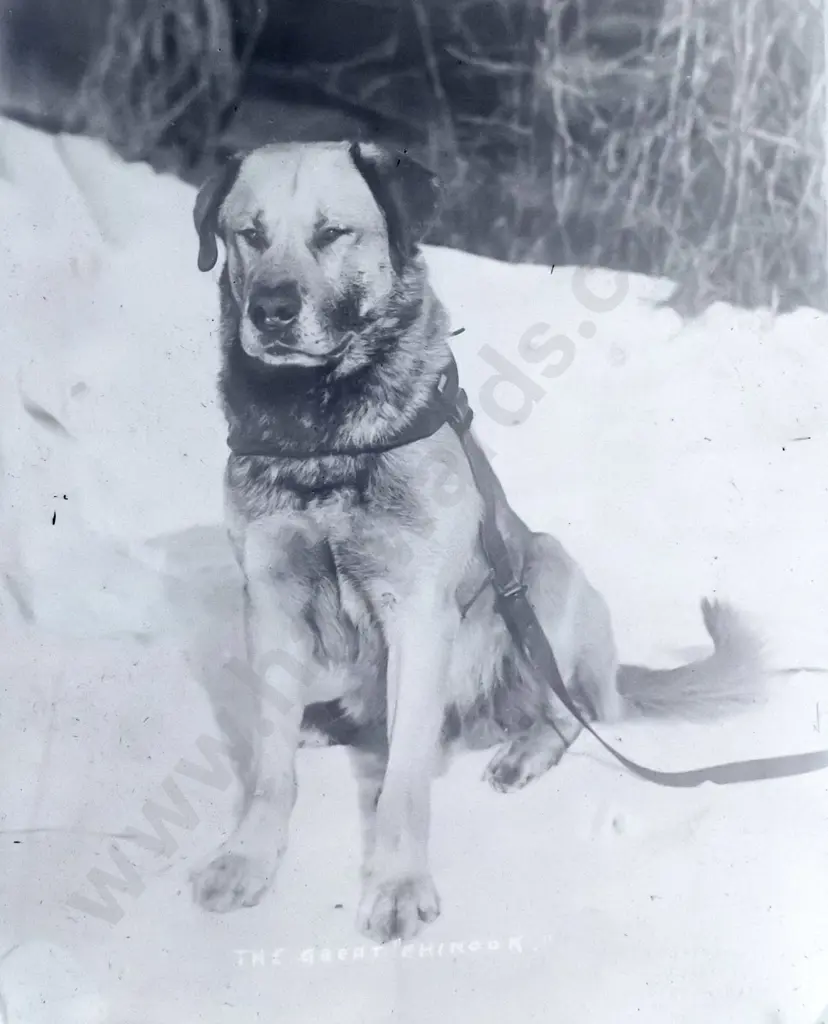 2 boxes glass plate negatives attrib EA Phillips: pipe bands, group portraits, arctic expedition copy photos, one box is Image 1++