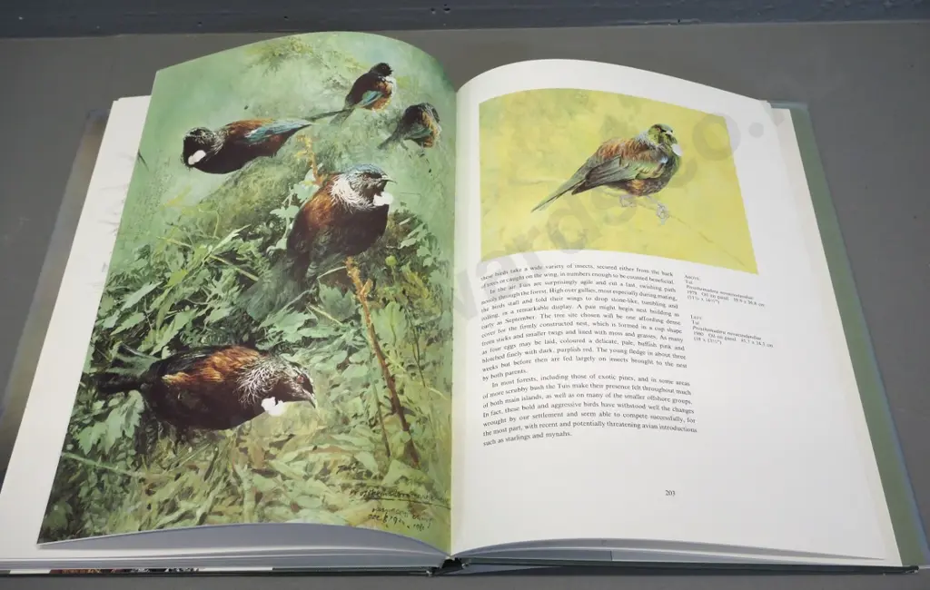 hard cover book: Raymond Ching 'New Zealand Birds - an Artists's Field Studies' 1986, Reed-Methuen Image 1++