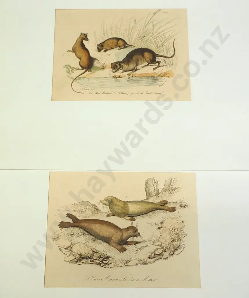 4 animal illustrations - book plates mounted in white paper - fish print H175 W95 Image 1++