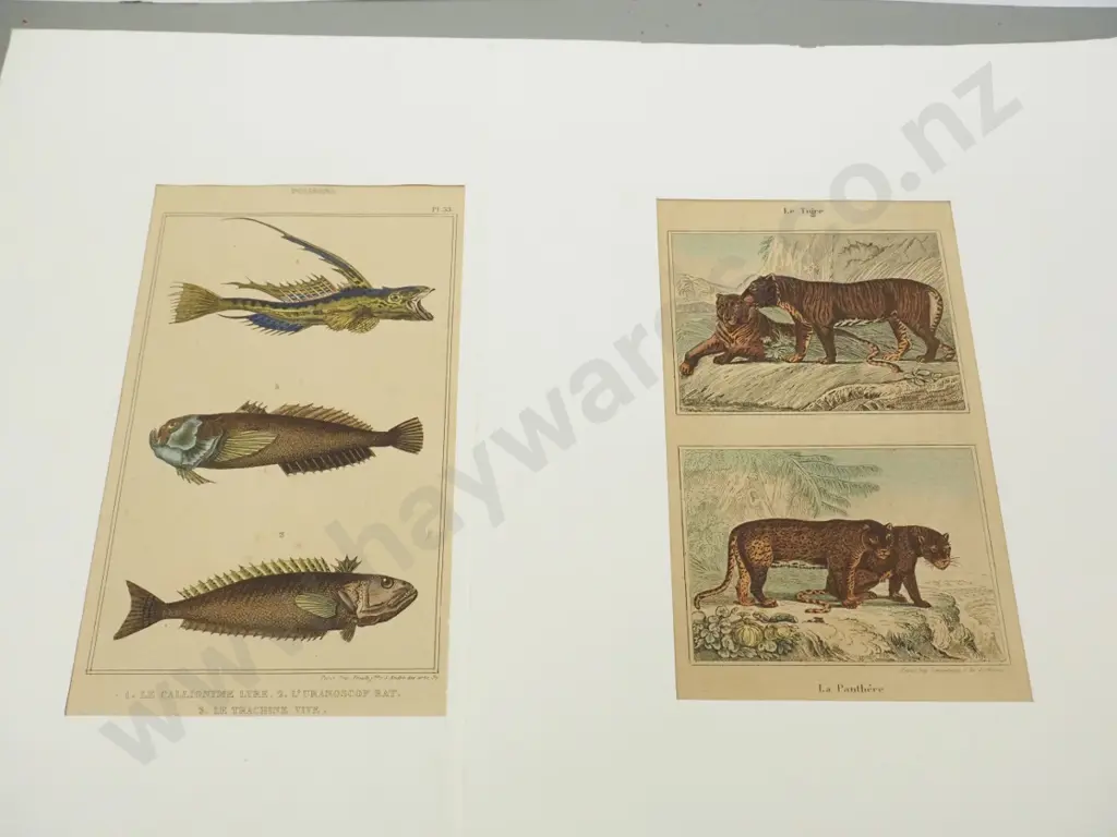 4 animal illustrations - book plates mounted in white paper - fish print H175 W95 Image 1++