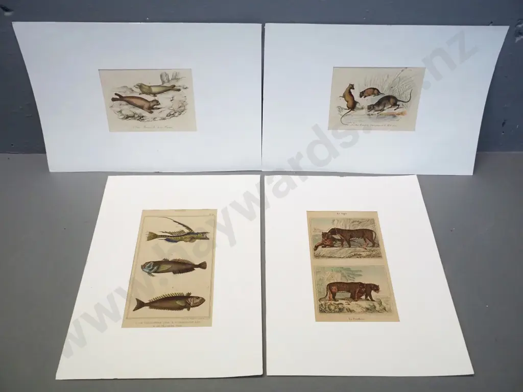 4 animal illustrations - book plates mounted in white paper - fish print H175 W95 Image 1++