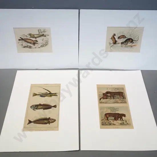 4 animal illustrations - book plates mounted in white paper - fish print H175 W95