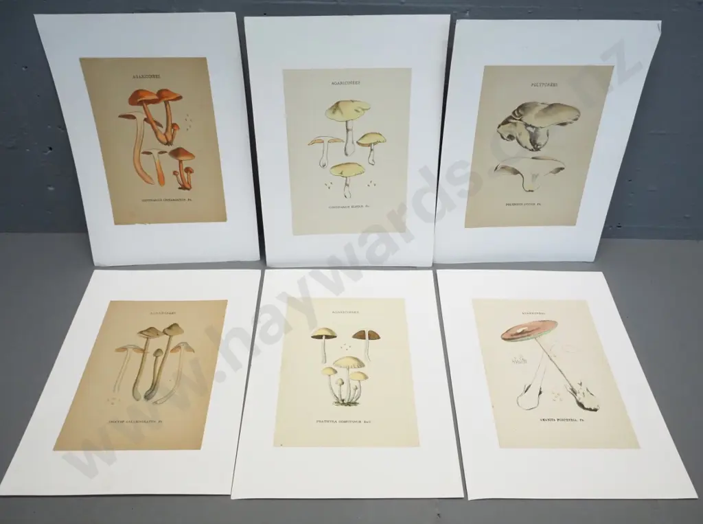6 mushroom illustrations - book plates mounted on white paper - page size H200 W140 Image 1++