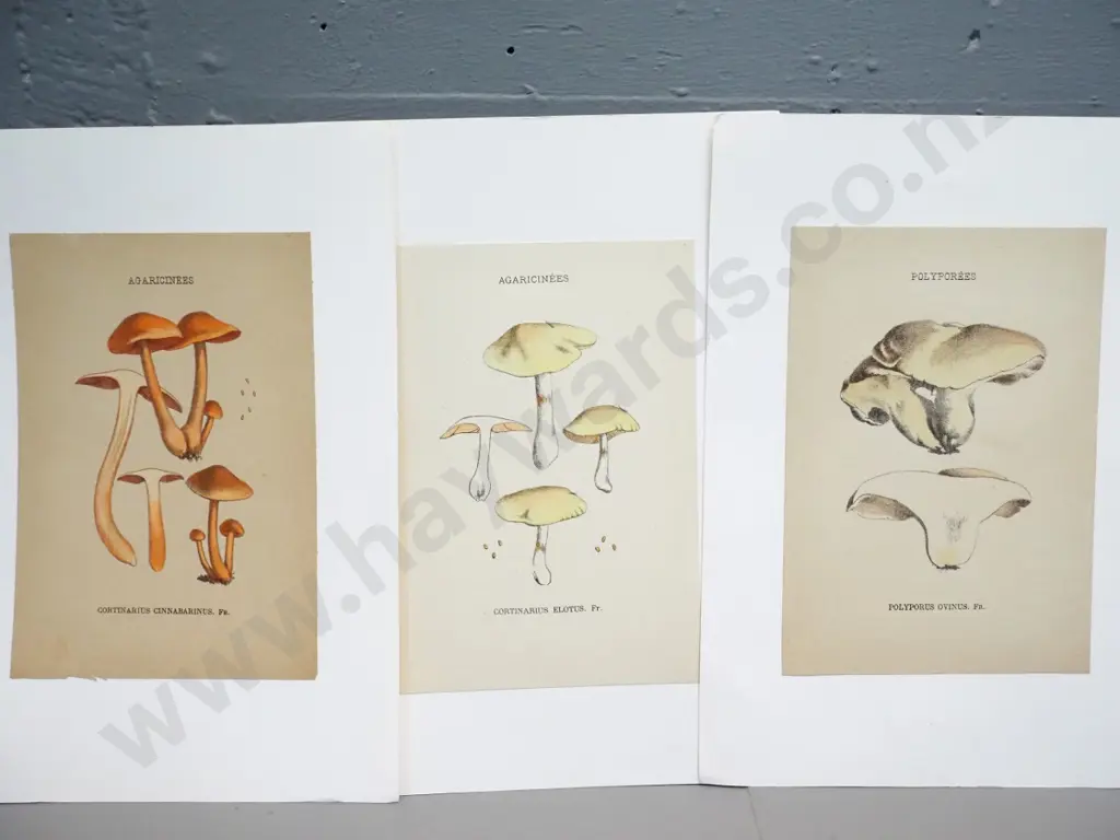 6 mushroom illustrations - book plates mounted on white paper - page size H200 W140 Image 1++