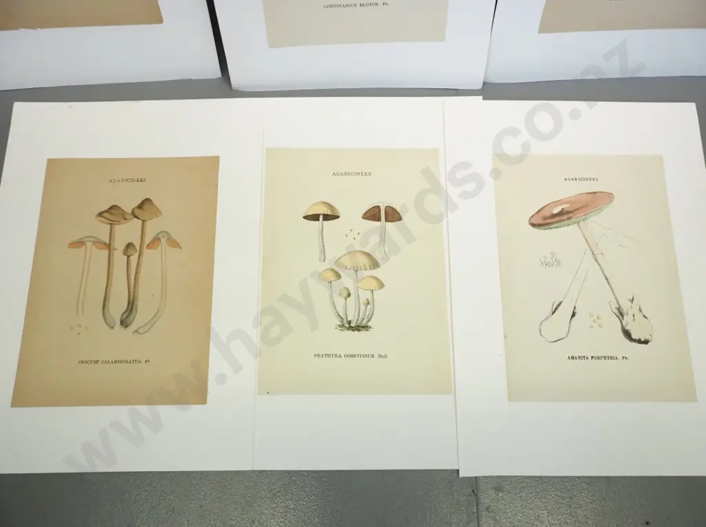 6 mushroom illustrations - book plates mounted on white paper - page size H200 W140 Image 1++
