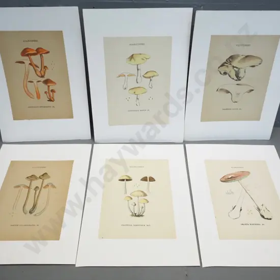 6 mushroom illustrations - book plates mounted on white paper - page size H200 W140