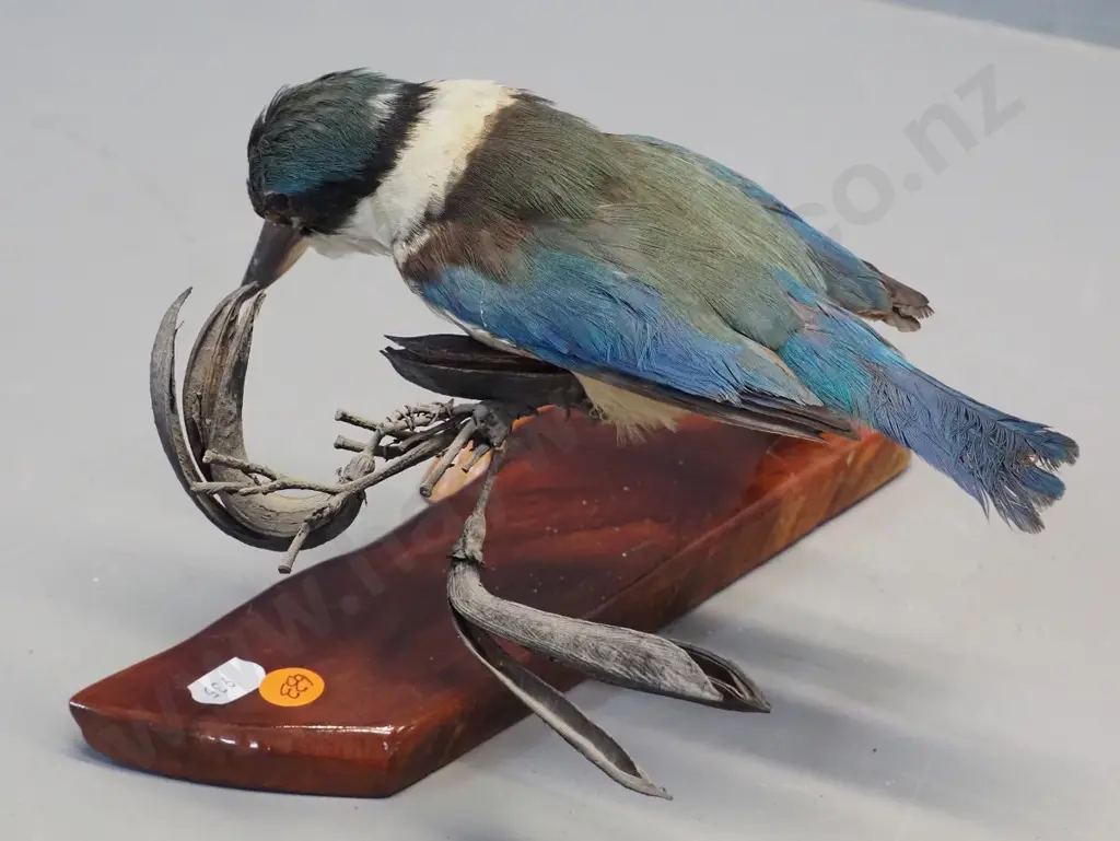 taxidermy kingfisher on flax stem, on wooden base H-170 L-230 Image 1++