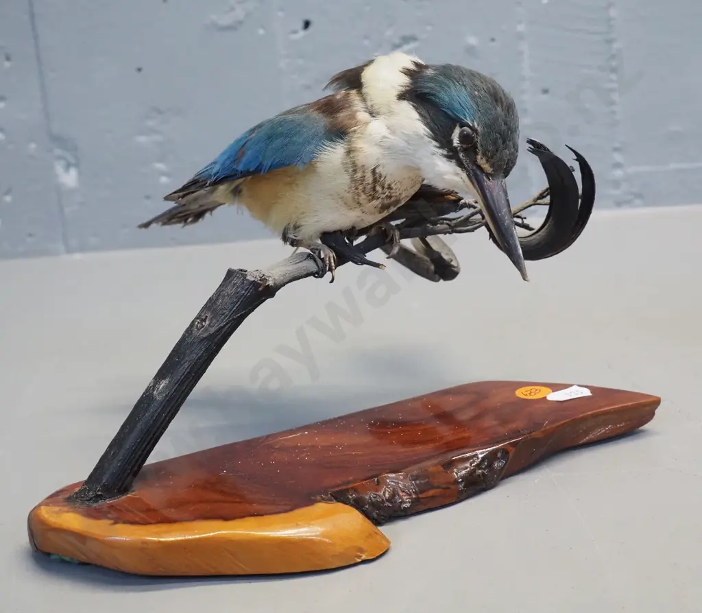 taxidermy kingfisher on flax stem, on wooden base H-170 L-230 Image 1++