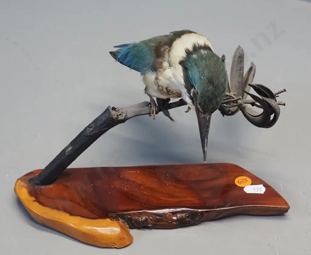 taxidermy kingfisher on flax stem, on wooden base H-170 L-230 Image 1++
