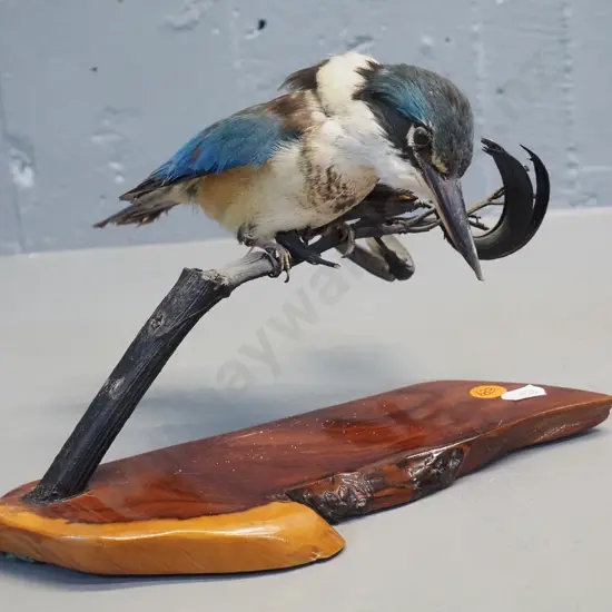 taxidermy kingfisher on flax stem, on wooden base H-170 L-230