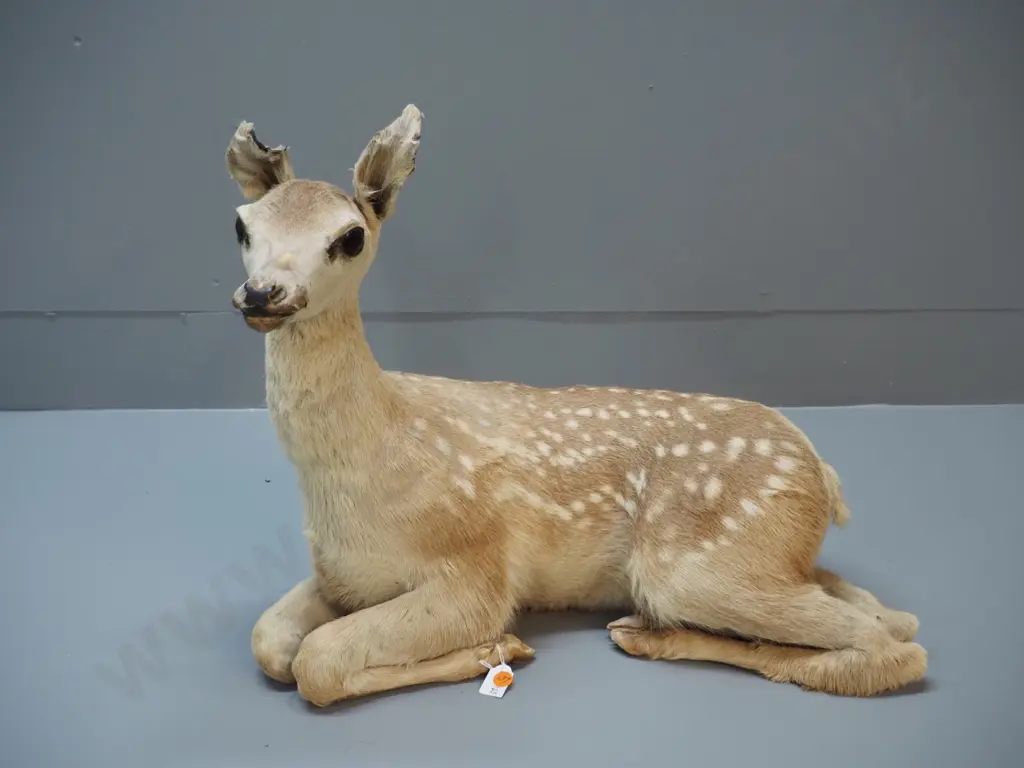 taxidermy fawn, no base - damage to ears H-420 L-500 Image 1++