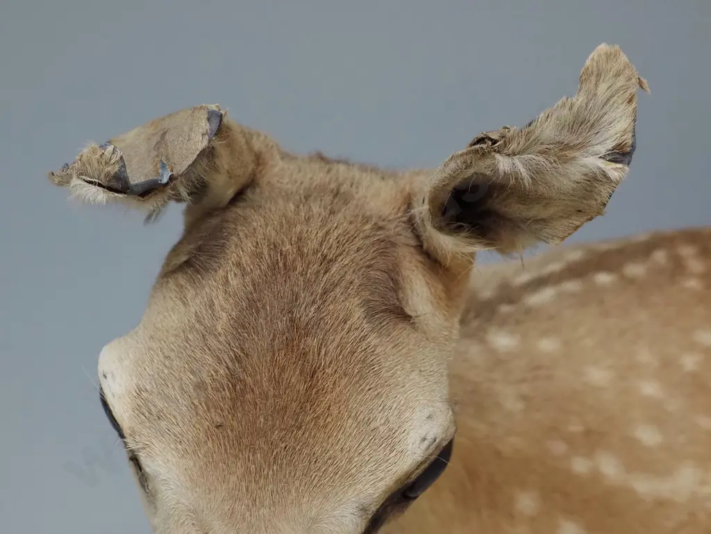 taxidermy fawn, no base - damage to ears H-420 L-500 Image 1++