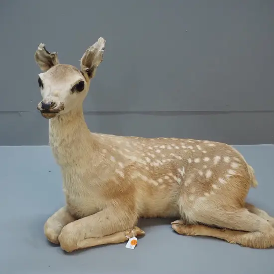 taxidermy fawn, no base - damage to ears H-420 L-500