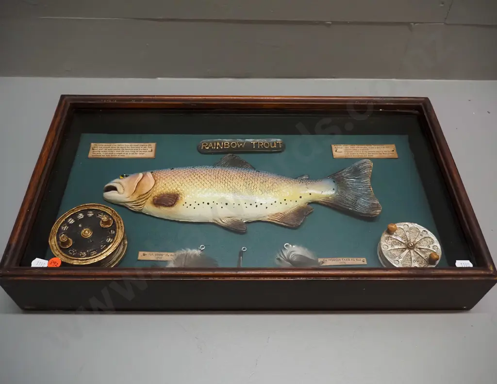 composite rainbow trout fishing themed display in glazed wall-mount timber case H-290 W-520 D-80 Image 1++
