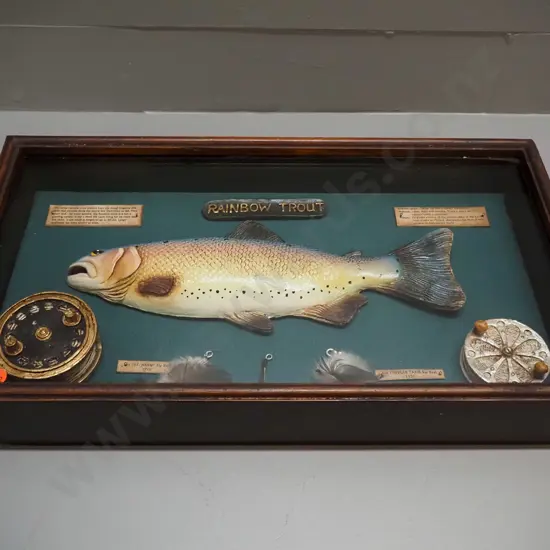 composite rainbow trout fishing themed display in glazed wall-mount timber case H-290 W-520 D-80