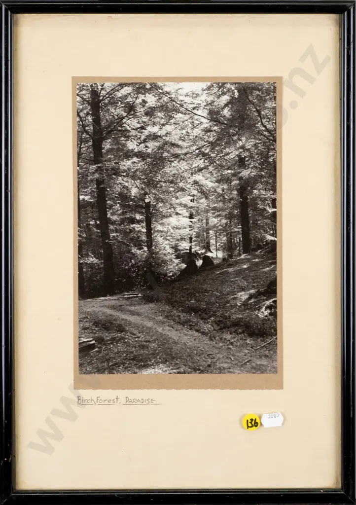 framed blackand white photograph - Birch Forest, Paradise H-240 W-160 Image 1++