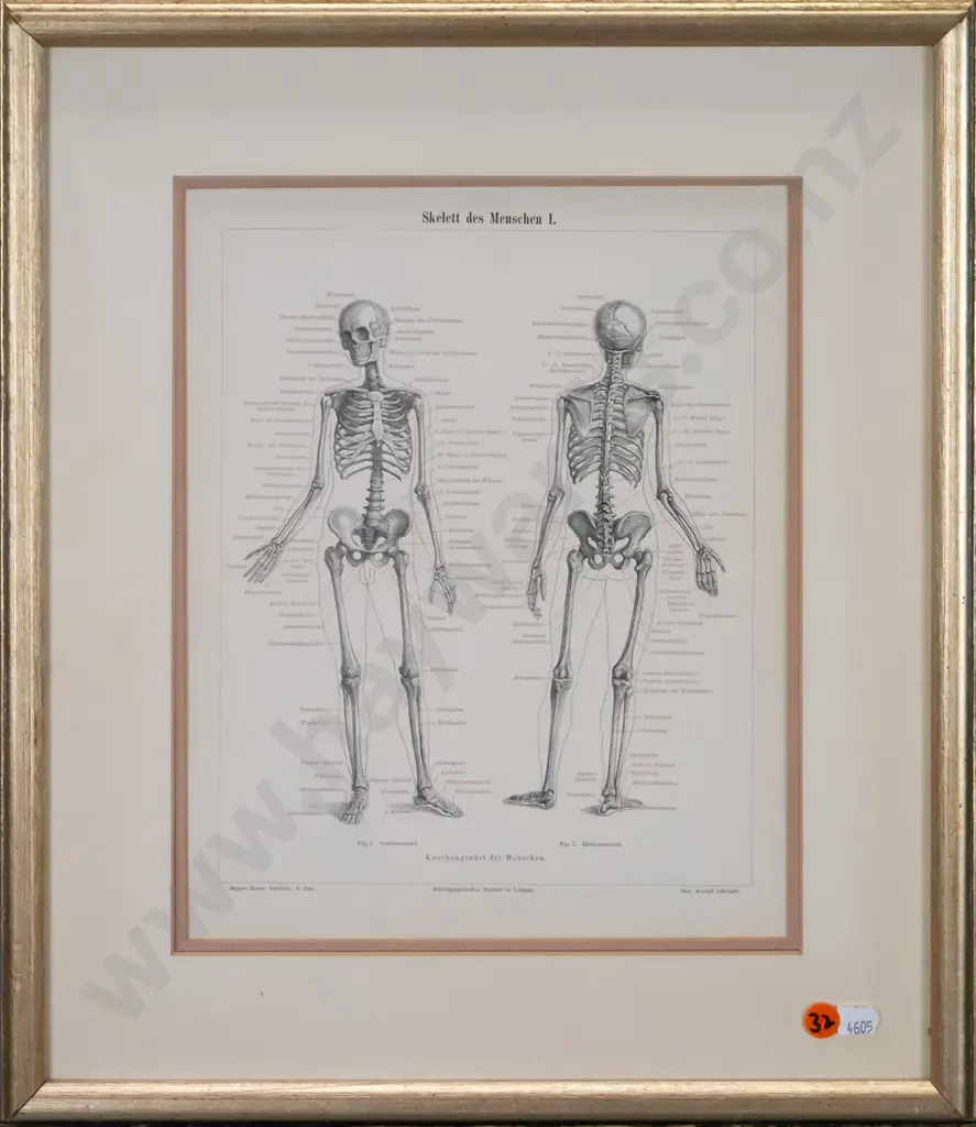 framed reproduction vintage anatomical print - human skeleton H-290 W-230 Image 1++