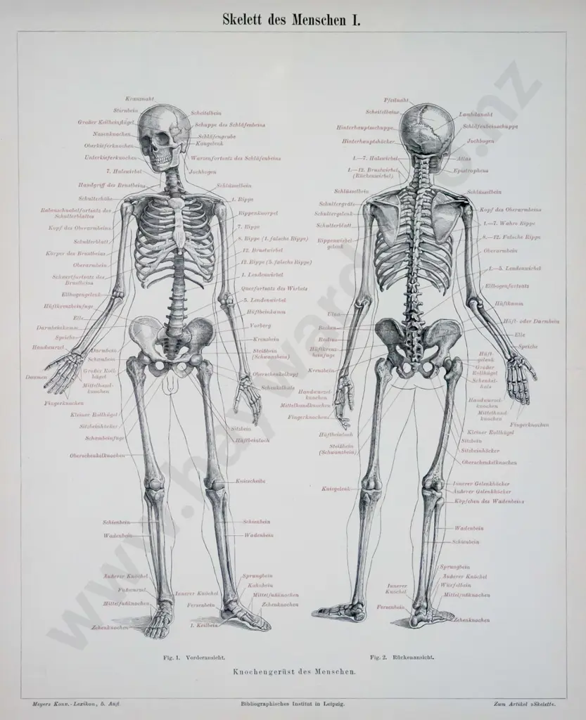framed reproduction vintage anatomical print - human skeleton H-290 W-230 Image 1++